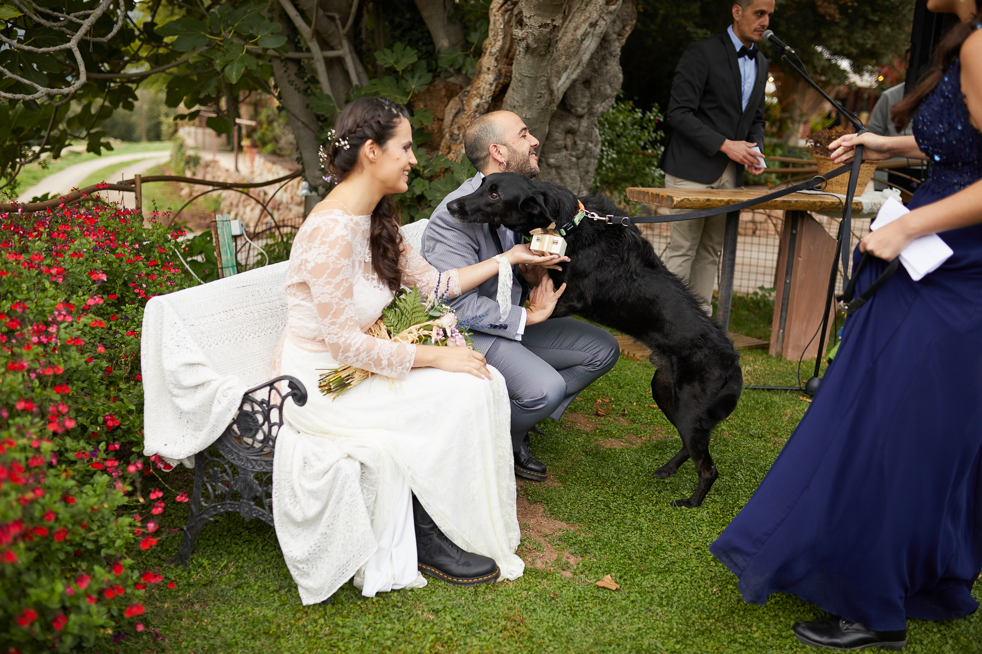 el perro trae los anillos de bodas