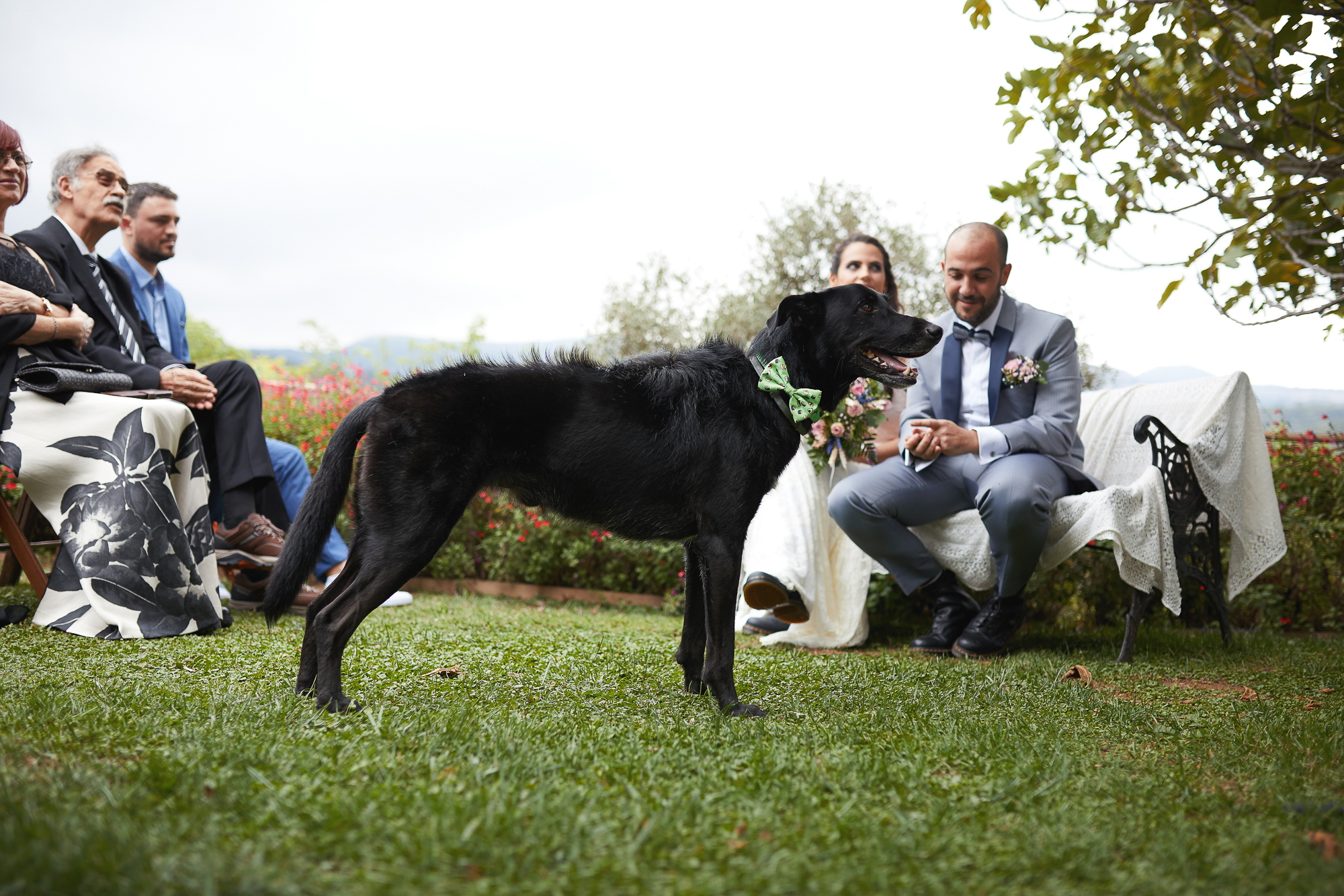 novios con el perro